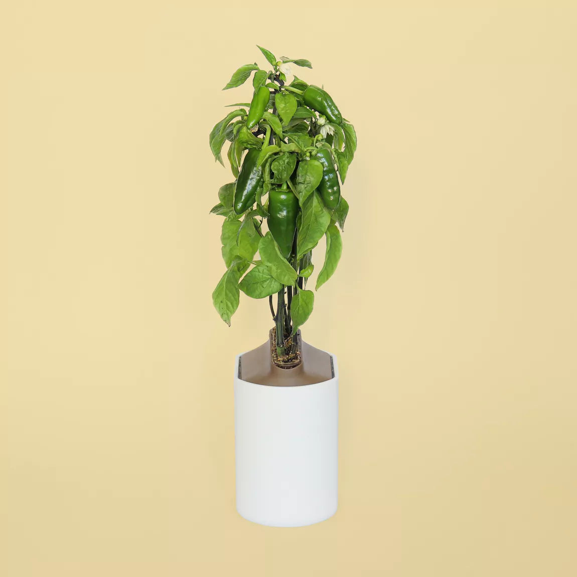 Padron pepper capsules