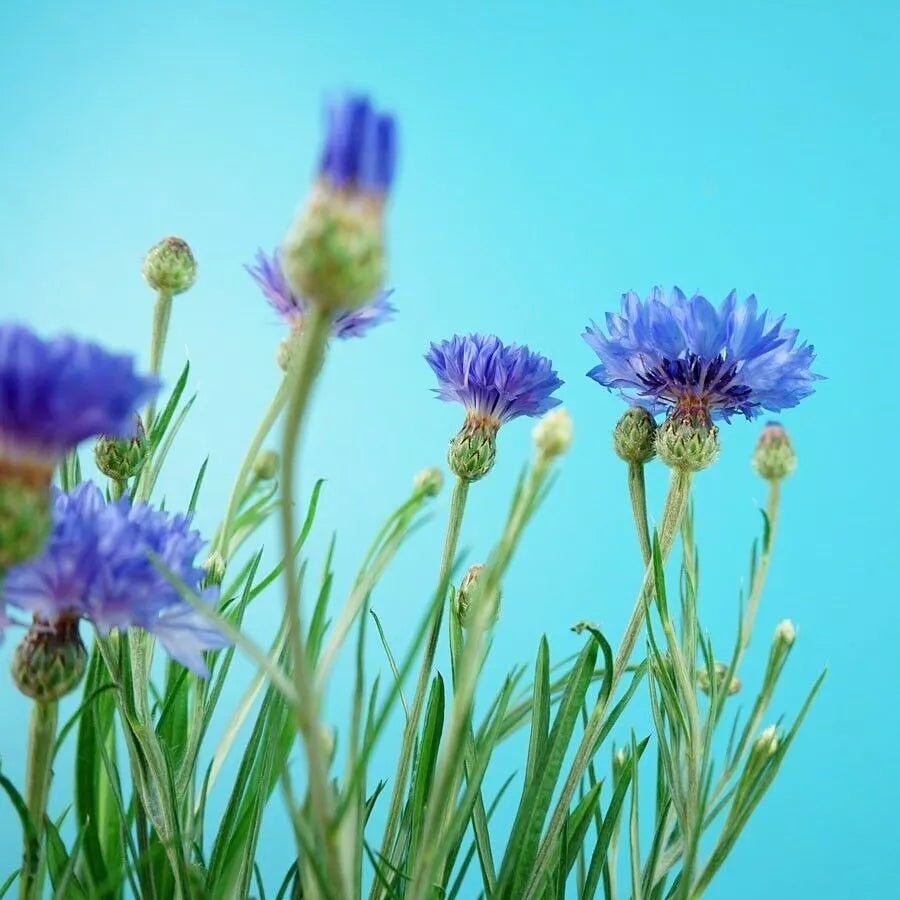 Coffret à fleur de pot