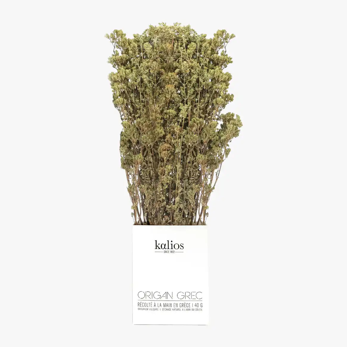 Greek oregano