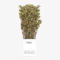 Greek oregano